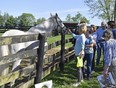 A group of tourists greet the 1997 Kentucky Derby winner Silver Charm, during a tour of Old Friends Farm in Georgetown, Ky., Thursday, April 18, 2024.