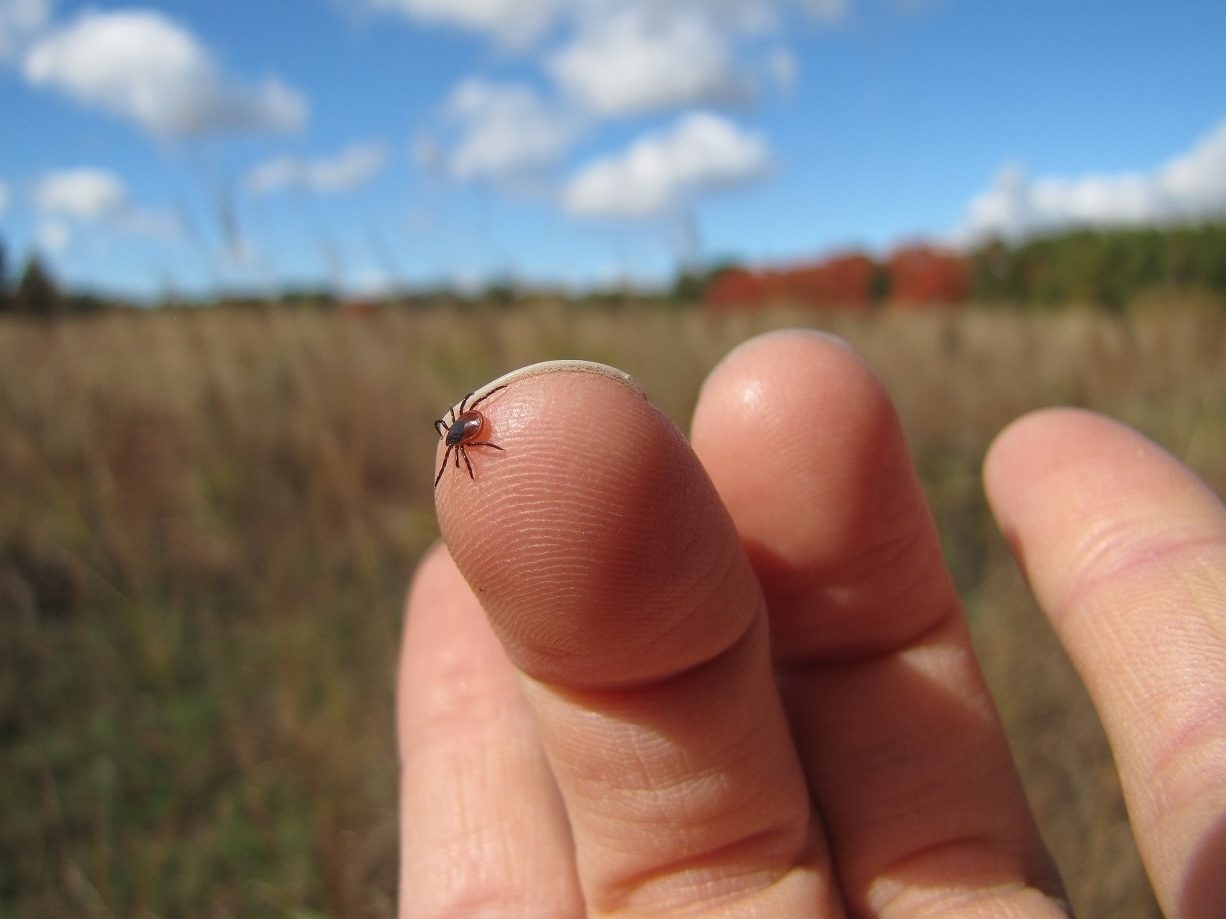 Public warned to be 'vigilant' as tick season arrives early in Ontario