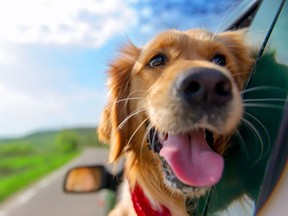 People who travel into the United States with a dog must navigate new rules come Aug. 1, 2024.