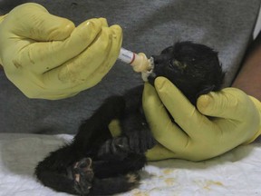 A veterinarian feeds a young howler monkey rescued amid extremely high temperatures in Tecolutilla, Tobasco state, Mexico, Tuesday, May 21, 2024.