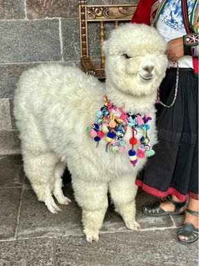 Pet a baby llama to start your day as a guest at Palacio del Inka