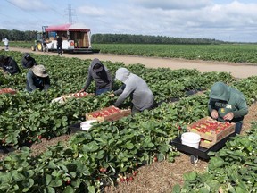 Migrant workers pick strawberries at a strawberry farm in Pont Rouge, Que., on Aug. 24, 2021.