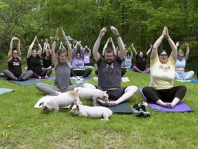 In this image taken from video, piglets interact with yoga class participants in Spencer, Mass., Friday, May 17, 2024.