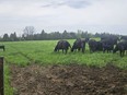 Quebec provincial police are investigating after an entire herd of about 75 cattle were allegedly stolen in the Eastern Townships region last week. A herd of cattle are seen in a field on a farm in Cookshire-Eaton, Que., in a Tuesday, May 14, 2024, handout photo.
