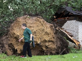 A boy walks past a large tree that fell on a home