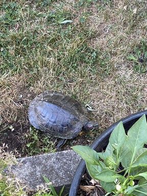 A non-native turtle species, the red-eared slider, lays its eggs. Red-eared sliders are not native to Canada and are often released into the wild as unwanted pets, which has negative consequences for native turtle species. Photo courtesy Parks Canada.