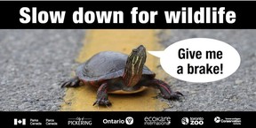Parks Canada turtle sign. Photo courtesy Parks Canada