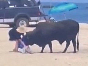 Screenshot of woman trying to grab her belongings while a wild bull inspects them.