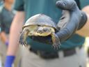 Una tortuga de Blanding de dos años es liberada en un humedal en el Parque Urbano Nacional Rouge en Toronto el jueves, 20 de junio de 2024. El Zoológico y Parques de Toronto de Canadá liberan anualmente tortugas de Blanding de dos años como parte del programa Programa Turtle Head-Start de Blanding.