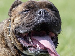 Diesel, an English bulldog/boxer mix, lies in the grass.
