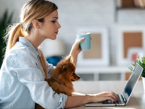 Young woman looking at laptop while holding cup of coffee as little dog sits on her lap.