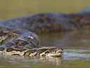 Asian Python in river in Nepal