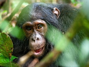 A portrait of a chimpanzee.