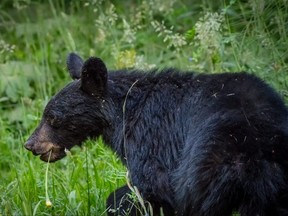Black bear walks through thick grass in forest clearing