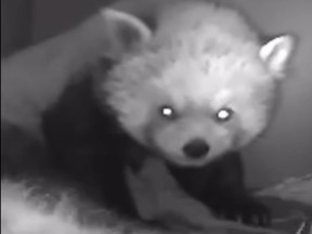 A screengrab from video of red panda Sakura with her new cubs at the Toronto Zoo.