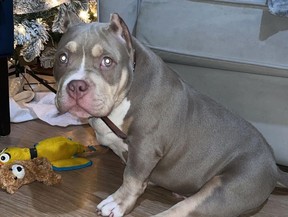 Cartelo, a dog that died in allegedly deplorable conditions at Hamilton sitter's home.