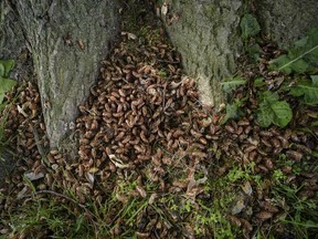 Periodical cicada nymphal shells pile up at the base of a tree on Saturday, May 18, 2024, in Charleston, Ill.