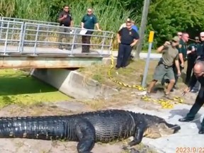 A gator is pulled from a canal in Florida after it fatally attacked a homeless woman.