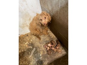 The province recently made puppy mills illegal in Ontario.