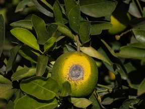 A spoiled orange hangs on a branch in a farm in Mogi Guacu, Brazil, Thursday, June 13, 2024.