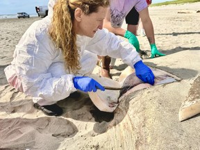 Marine biologist Marianne Nyegaard takes samples on Saturday from a 2,000-pound hoodwinker sunfish that washed up on a beach in Gearhart, Ore., five days earlier. In 2017, Nyegaard was part of a team of researchers that discovered and identified the hoodwinker as a separate species than other sunfish. MUST CREDIT: Allysa Casteel/Seaside Aquarium