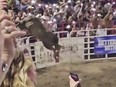 a rodeo bull hopping a fence