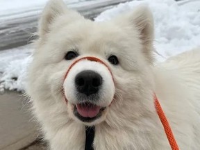 Sammy, a rescue believed to be a Samoyed/Malamute mix, who allegedly died under the care of a Hamilton dog daycare.
