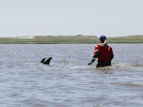 A trained volunteer attempts to herd stranded dolphins