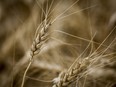 A head of wheat amongst a crop near Cremona, Alta., Tuesday, Sept. 19, 2023.