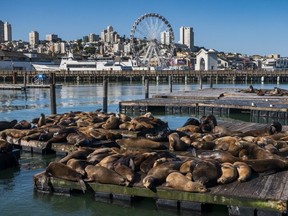 Sea lions hang out on Pier 39 in San Francisco.