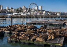 Sea lions hang out on Pier 39 in San Francisco.