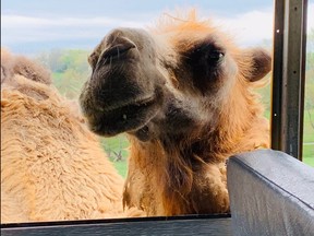 Puff the Bactrian camel is on the hunt for cups of food not held tightly by visitors riding the safari bus at Fort Chiswell Animal Park.