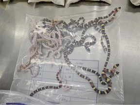This handout photo taken and released by the Shenzhen Customs on July 9, 2024 shows confiscated smuggled snakes lying inside a plastic bag at the Shenzhen Customs office in Shenzhen. A man has been caught trying to smuggle over 100 live snakes into mainland China by cramming them into his trousers, according to the country's customs authority. (Photo by Handout / Shenzhen Customs Release / AFP)