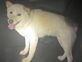 An image from OPP of a dog found on the QEW in Oakville early Tuesday.