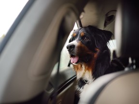 Purebred dog breed sennenhund rides in the car. Transportation of large animals.