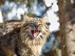 Nearly 400 feral cats have reportedly been killed in a controversial New Zealand culling competition.