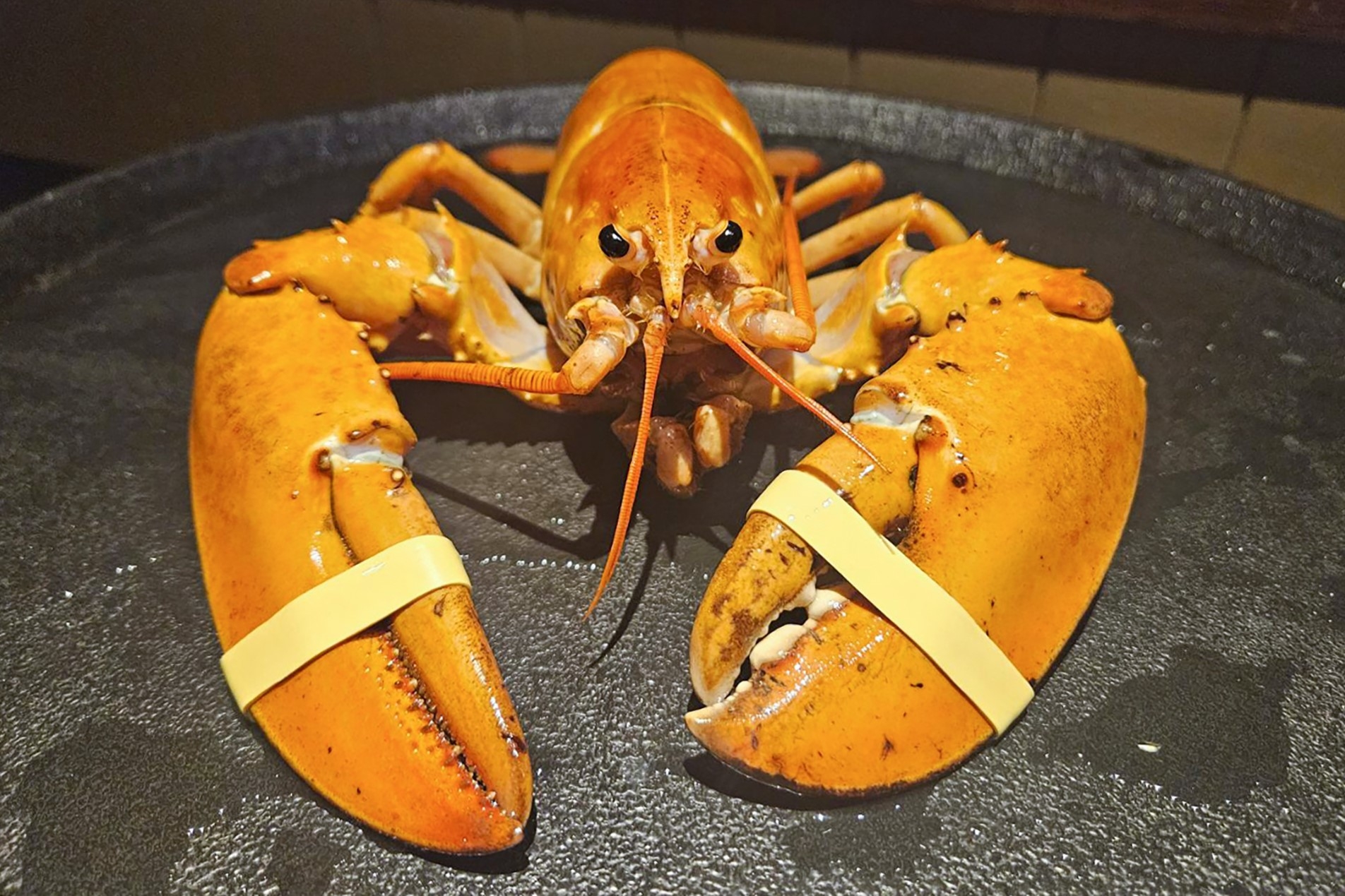 Crush, rare orange lobster, diverted from dinner plate to aquarium |  Toronto Sun