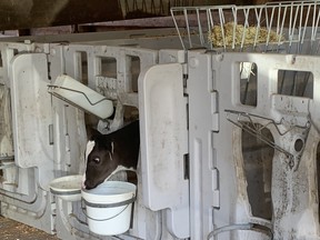A calf feeds at Little Qualicum Cheeseworks in Parkville, B.C., on Vancouver Island (Jane Stevenson/Toronto Sun)