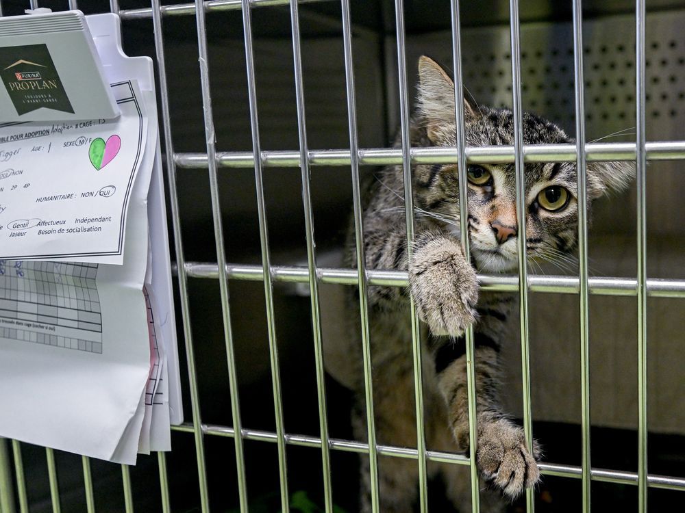 A cat named Tigger peeps out of his cage as he waits to be adopted during an SPCA no-fee adoption event in Montreal, Sunday, July 14, 2024.