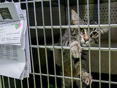 A cat named Tigger peeps out of his cage as he waits to be adopted during an SPCA no-fee adoption event in Montreal, Sunday, July 14, 2024.