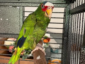 মরিচ, পোট্টি-মুখের তোতা যা নায়াগ্রা SPCA থেকে গৃহীত হয়েছিল।