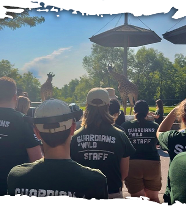 Toronto Zoo shares details of young giraffe's death Toronto Sun