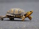 FILE - In a photo taken Saturday May, 2, 2009, a male Eastern Box Turtle moves across a path at Wildwood Lake Sanctuary in Harrisburg, Pa. A woman from China was arrested on June 28, 2024, at a Vermont lake bordering Quebec for trying to smuggle 29 eastern box turtles, a protected species, into Canada by kayak, according to Border Patrol agents.
