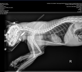 An X-Ray image from Home at Last Rescue of colony cat Max, who was shot with an arrow.