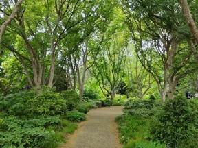 Trident Maple Allee inside the Hahn Horticulture Garden