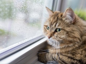 Cat staring out window on rainy day.