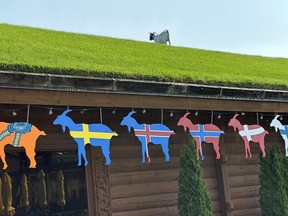 The goats on the roof at Al Johnson’s Swedish Restaurant & Butik have been attracting tourists for 75 years. While the goats graze on grass, humans below enjoy Swedish pancakes with lingonberries. IAN SHANTZ/TORONTO SUN