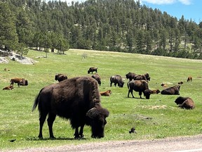 Grazing bull buffalo look docile (but are not if approached too closely) on the side of Wildlife Loop Road in Custer State Park. Lance Hornby/Toronto Sun