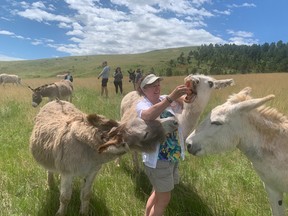 Rose with Black Hills Adventure Tours feeds donkeys in Custer State Park. Lance Hornby/Toronto Sun