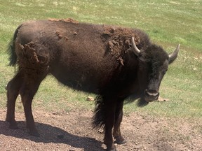 buffalo
